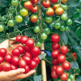 Đà Lạt 360° Travel