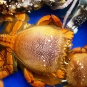 Golden Beach Tourist