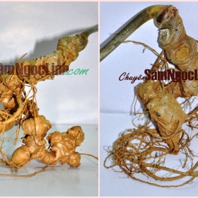 Showroom Sâm Ngọc Linh