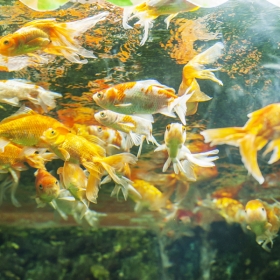 VinKE & Aquarium Times City