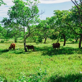 ORCHARD NAM CAT TIEN RESORT