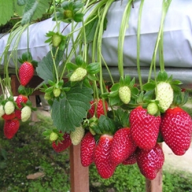 CÔNG TY TNHH DV VÀ DU LỊCH BỐN BẠN