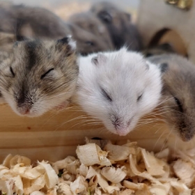 Khu vui chơi Chú Voi Con