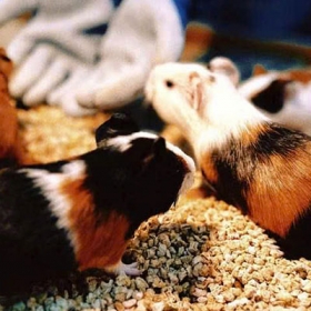 Khu vui chơi Chú Voi Con