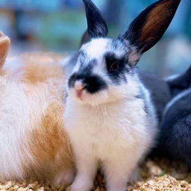 Khu vui chơi Chú Voi Con