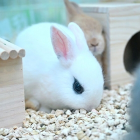 Khu vui chơi Chú Voi Con