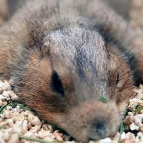 Khu vui chơi Chú Voi Con