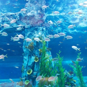 Thuỷ Cung Lotte World  Aquarium Hà Nội
