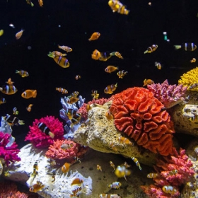 Thuỷ Cung Lotte World  Aquarium Hà Nội