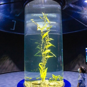 Thuỷ Cung Lotte World  Aquarium Hà Nội