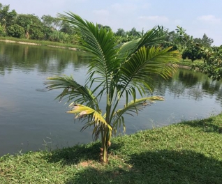 Farm Hồ Gia