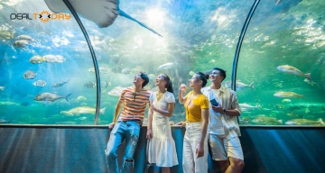 Vé vào cửa Thủy Cung Aquarium dành cho người lớn trên 140cm - Áp dụng Thứ 7, Chủ nhật và Lễ Tết