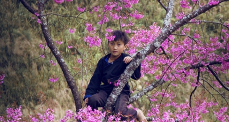 Khám phá Mù Cang Chải mùa hoa tớ dày, hoa cải - Chinh phục đỉnh Fanxipan  Sapa (3N2Đ)