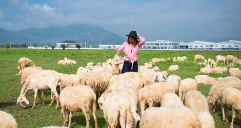 Tour Vũng Tàu – Đồi Cừu Suối Nghệ - Sống Ảo ở Resort Lan Rừng 05 sao – Tắm hồ bơi – Biển Lan Rừng
