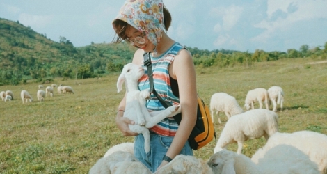 Tour Vũng Tàu - Cánh đồng hoa thạch thảo - Đồi cừu - Bến du thuyền 01 ngày