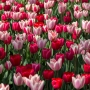 Chiêm ngưỡng vườn hoa Keukenhof nổi tiếng tại Hà Lan