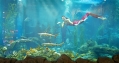 Vé vào cửa tại Thủy Cung Aquarium - Áp dụng cho khách hàng từ 80 cm đến dưới 140 cm