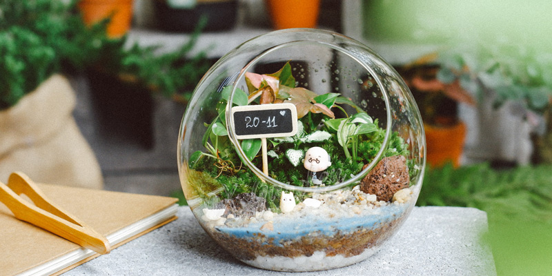 Workshop Terrarium 101 trồng cây tiểu cảnh tại 9X GARDEN