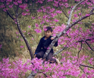 Khám phá Mù Cang Chải mùa hoa tớ dày, hoa cải - Chinh phục đỉnh Fanxipan  Sapa (3N2Đ)