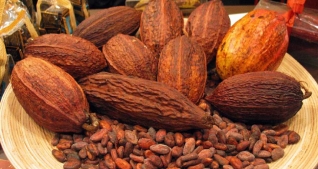 Hạt cacao lên men sấy khô