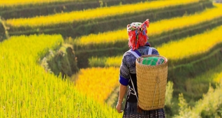 Tour Mù Cang Chải – Suối Giàng – Tú Lệ - Khau Phạ - Mùa Lúa Chín – 3N2Đ – Nhà Sàn