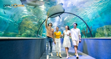 Vé vào cửa Thuỷ Cung Aquarium dành cho người lớn trên 140cm - Áp dụng từ thứ 2 đến thứ 6