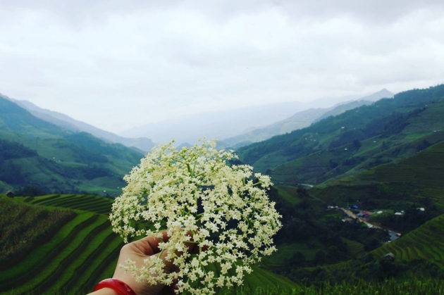 Du lịch Mù Cang Chải mùa lúa chín 3N2Đ