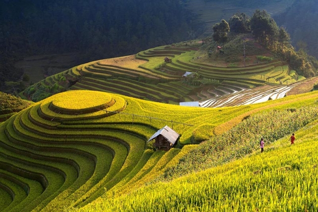 Ghé thăm Mù Cang Chải - Mùa nước đổ trong 03 ngày 02 đêm