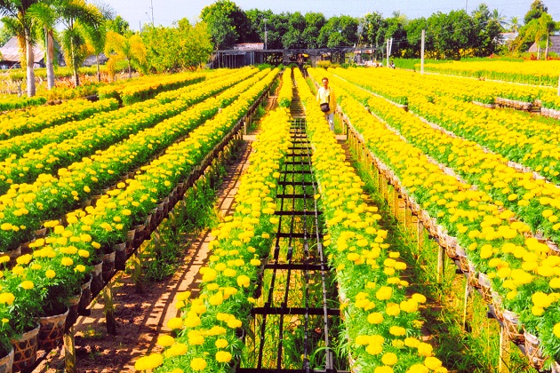 Tour du lịch Gáo Giồng - Chùa Lá Sen - Làng hoa Sa Đéc 01 ngày