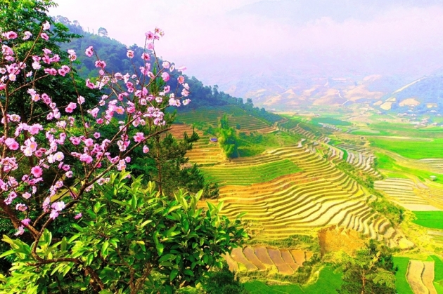 Mùa vàng Tây Bắc - Nghĩa Lộ - Tú Lệ - Mù Căng Chải - Suối Giàng 3N2Đ