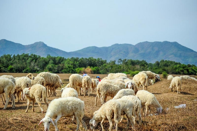 Tour nông trại cừu - Long Hải (01 ngày)