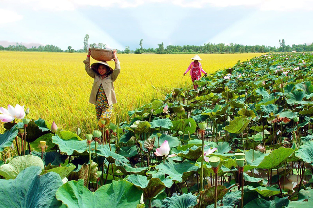 Tour Đồng Tháp Mười - Cần Thơ - Chợ nổi Cái Răng 2N1Đ