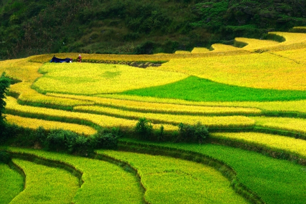Tour Hà Nội - Hà Giang - Quản Bạ - Yên Minh - Đồng Văn - Mèo Vạc