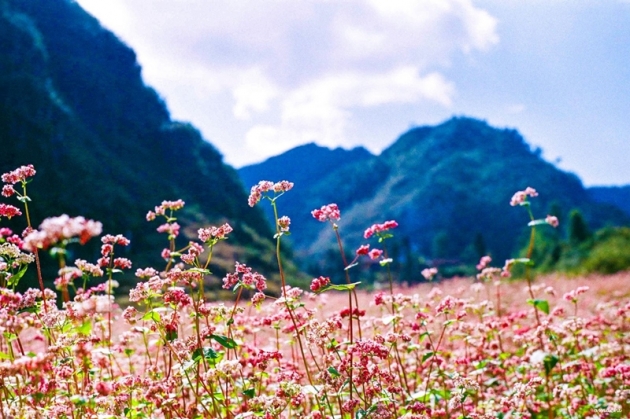 Hà Giang mùa hoa tam giác mạch 3N2Đ - Nghe nhạc Acoustic Mountain Music Show