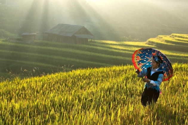 Tour Mù Cang Chải - Khau Phạ - Tú Lệ - Mường Than (2N1Đ)