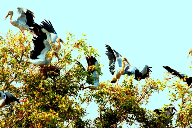 Tour mùa nước nổi - Đồng Tháp - Tràm Chim - KDL Gáo Giồng (2N1Đ) - Khách sạn 3 sao
