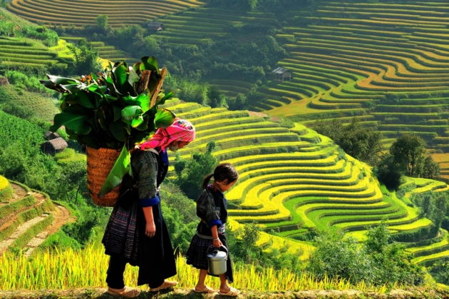 Tour Mù Cang Chải - Suối Giàng - Tú Lệ (3N2Đ)