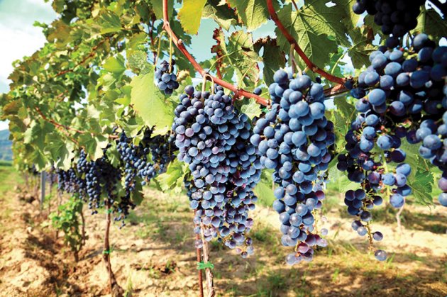 Voucher giảm 40% Tour du lịch Bình Lập 2N2Đ - DEALTODAY - 2