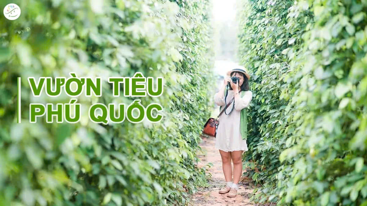 vuon-tieu-phu-quoc-1